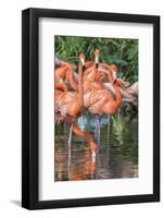 USA, Florida, Orlando, Pink Flamingos, Gatorland-Jim Engelbrecht-Framed Photographic Print