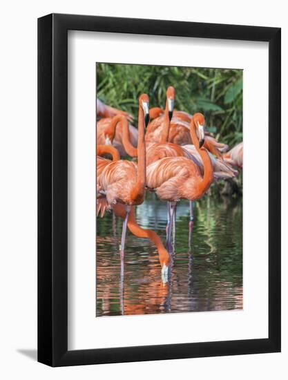 USA, Florida, Orlando, Pink Flamingos, Gatorland-Jim Engelbrecht-Framed Photographic Print