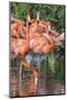 USA, Florida, Orlando, Pink Flamingos, Gatorland-Jim Engelbrecht-Mounted Photographic Print