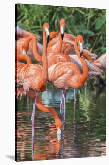 USA, Florida, Orlando, Pink Flamingos, Gatorland-Jim Engelbrecht-Stretched Canvas
