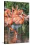 USA, Florida, Orlando, Pink Flamingos, Gatorland-Jim Engelbrecht-Stretched Canvas