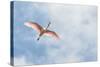 USA, Florida, Orlando, Roseate Spoonbill-Jim Engelbrecht-Stretched Canvas