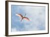 USA, Florida, Orlando, Roseate Spoonbill-Jim Engelbrecht-Framed Photographic Print