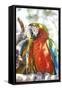 USA, Florida, Orlando, Scarlett Macaw, Gatorland-Lisa S. Engelbrecht-Framed Stretched Canvas