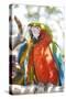 USA, Florida, Orlando, Scarlett Macaw, Gatorland-Lisa S. Engelbrecht-Stretched Canvas