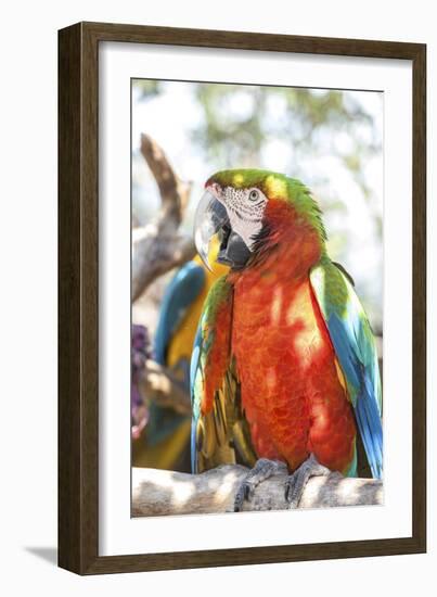 USA, Florida, Orlando, Scarlett Macaw, Gatorland-Lisa S. Engelbrecht-Framed Photographic Print