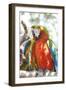 USA, Florida, Orlando, Scarlett Macaw, Gatorland-Lisa S. Engelbrecht-Framed Photographic Print