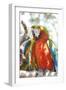 USA, Florida, Orlando, Scarlett Macaw, Gatorland-Lisa S. Engelbrecht-Framed Photographic Print