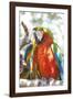 USA, Florida, Orlando, Scarlett Macaw, Gatorland-Lisa S. Engelbrecht-Framed Photographic Print