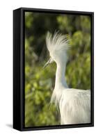 USA, Florida, Orlando. Snowy Egret at Gatorland.-Lisa S. Engelbrecht-Framed Stretched Canvas