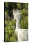 USA, Florida, Orlando. Snowy Egret at Gatorland.-Lisa S. Engelbrecht-Stretched Canvas