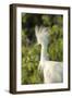 USA, Florida, Orlando. Snowy Egret at Gatorland.-Lisa S. Engelbrecht-Framed Photographic Print