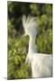 USA, Florida, Orlando. Snowy Egret at Gatorland.-Lisa S. Engelbrecht-Mounted Photographic Print