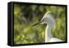 USA, Florida, Orlando. Snowy Egret at Gatorland.-Lisa S. Engelbrecht-Framed Stretched Canvas