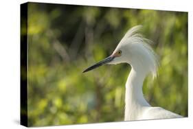 USA, Florida, Orlando. Snowy Egret at Gatorland.-Lisa S. Engelbrecht-Stretched Canvas