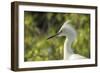 USA, Florida, Orlando. Snowy Egret at Gatorland.-Lisa S. Engelbrecht-Framed Photographic Print