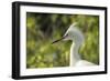 USA, Florida, Orlando. Snowy Egret at Gatorland.-Lisa S. Engelbrecht-Framed Photographic Print