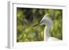 USA, Florida, Orlando. Snowy Egret at Gatorland.-Lisa S. Engelbrecht-Framed Photographic Print