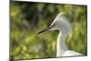 USA, Florida, Orlando. Snowy Egret at Gatorland.-Lisa S. Engelbrecht-Mounted Photographic Print