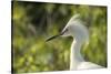 USA, Florida, Orlando. Snowy Egret at Gatorland.-Lisa S. Engelbrecht-Stretched Canvas