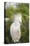 USA, Florida, Orlando. Snowy Egret at Gatorland.-Lisa S. Engelbrecht-Stretched Canvas