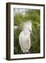 USA, Florida, Orlando. Snowy Egret at Gatorland.-Lisa S. Engelbrecht-Framed Photographic Print