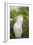 USA, Florida, Orlando. Snowy Egret at Gatorland.-Lisa S. Engelbrecht-Framed Photographic Print