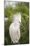 USA, Florida, Orlando. Snowy Egret at Gatorland.-Lisa S. Engelbrecht-Mounted Photographic Print