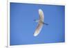 USA, Florida, Orlando. Snowy Egret at Gatorland.-Lisa S. Engelbrecht-Framed Photographic Print