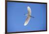 USA, Florida, Orlando. Snowy Egret at Gatorland.-Lisa S. Engelbrecht-Framed Photographic Print
