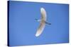 USA, Florida, Orlando. Snowy Egret at Gatorland.-Lisa S. Engelbrecht-Stretched Canvas