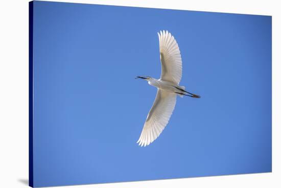 USA, Florida, Orlando. Snowy Egret at Gatorland.-Lisa S. Engelbrecht-Stretched Canvas