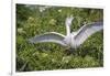 USA, Florida, Orlando. Snowy Egret at Gatorland.-Lisa S. Engelbrecht-Framed Photographic Print