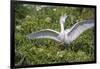 USA, Florida, Orlando. Snowy Egret at Gatorland.-Lisa S. Engelbrecht-Framed Photographic Print