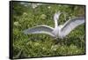 USA, Florida, Orlando. Snowy Egret at Gatorland.-Lisa S. Engelbrecht-Framed Stretched Canvas