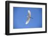 USA, Florida, Orlando. Snowy Egret at Gatorland.-Lisa S. Engelbrecht-Framed Photographic Print