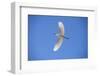 USA, Florida, Orlando. Snowy Egret at Gatorland.-Lisa S. Engelbrecht-Framed Photographic Print