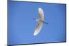 USA, Florida, Orlando. Snowy Egret at Gatorland.-Lisa S. Engelbrecht-Mounted Photographic Print