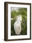 USA, Florida, Orlando. Snowy Egret at Gatorland.-Lisa S. Engelbrecht-Framed Photographic Print