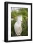 USA, Florida, Orlando. Snowy Egret at Gatorland.-Lisa S. Engelbrecht-Framed Photographic Print