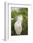 USA, Florida, Orlando. Snowy Egret at Gatorland.-Lisa S. Engelbrecht-Framed Photographic Print