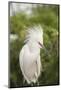 USA, Florida, Orlando. Snowy Egret at Gatorland.-Lisa S. Engelbrecht-Mounted Photographic Print