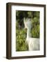 USA, Florida, Orlando. Snowy Egret at Gatorland.-Lisa S. Engelbrecht-Framed Photographic Print