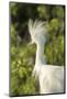 USA, Florida, Orlando. Snowy Egret at Gatorland.-Lisa S. Engelbrecht-Mounted Photographic Print