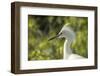 USA, Florida, Orlando. Snowy Egret at Gatorland.-Lisa S. Engelbrecht-Framed Photographic Print