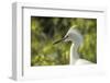 USA, Florida, Orlando. Snowy Egret at Gatorland.-Lisa S. Engelbrecht-Framed Photographic Print