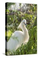 USA, Florida, Orlando, Snowy Egret, Gatorland-Lisa S. Engelbrecht-Stretched Canvas