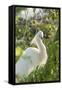 USA, Florida, Orlando, Snowy Egret, Gatorland-Lisa S. Engelbrecht-Framed Stretched Canvas