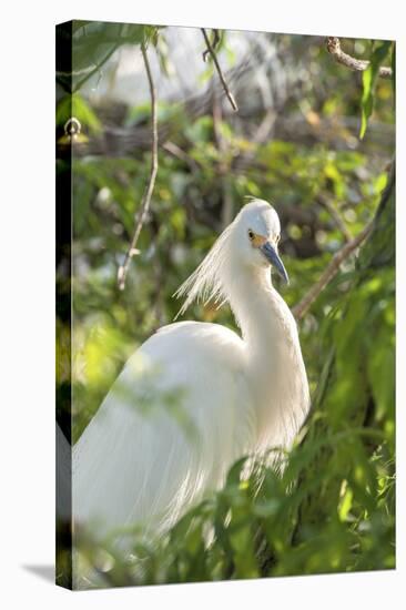 USA, Florida, Orlando, Snowy Egret, Gatorland-Lisa S. Engelbrecht-Stretched Canvas