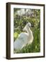 USA, Florida, Orlando, Snowy Egret, Gatorland-Lisa S. Engelbrecht-Framed Photographic Print